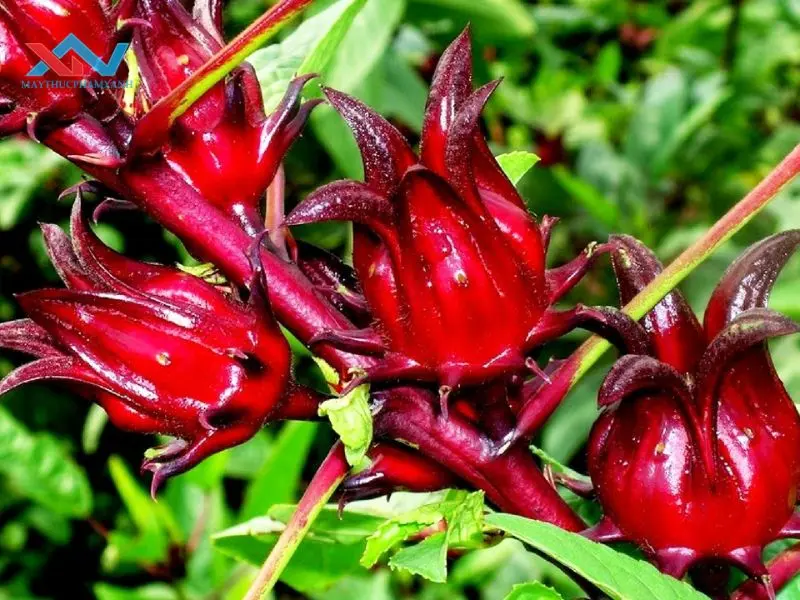 cách làm mứt atiso đỏ