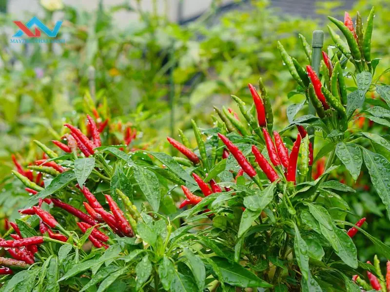 cách làm nước sốt bò bánh tráng trộn