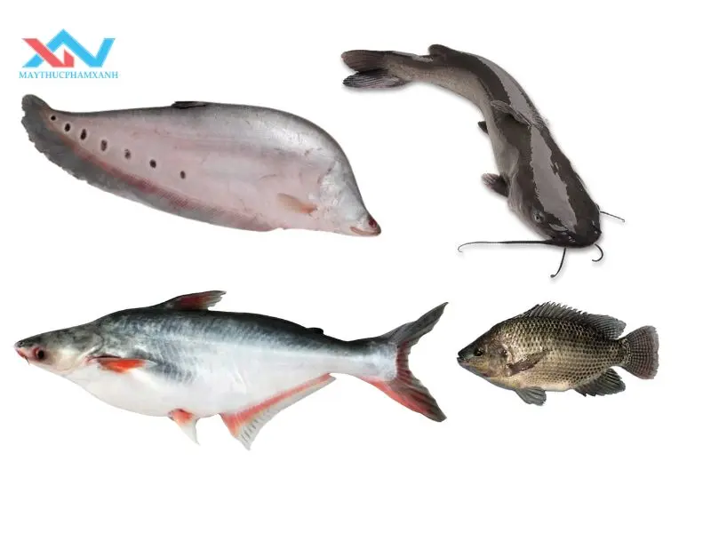 cách chọn cá làm chả