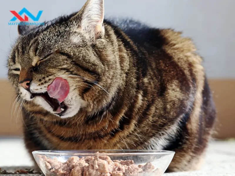 máy trộn thực phẩm làm thức ăn thú cưng