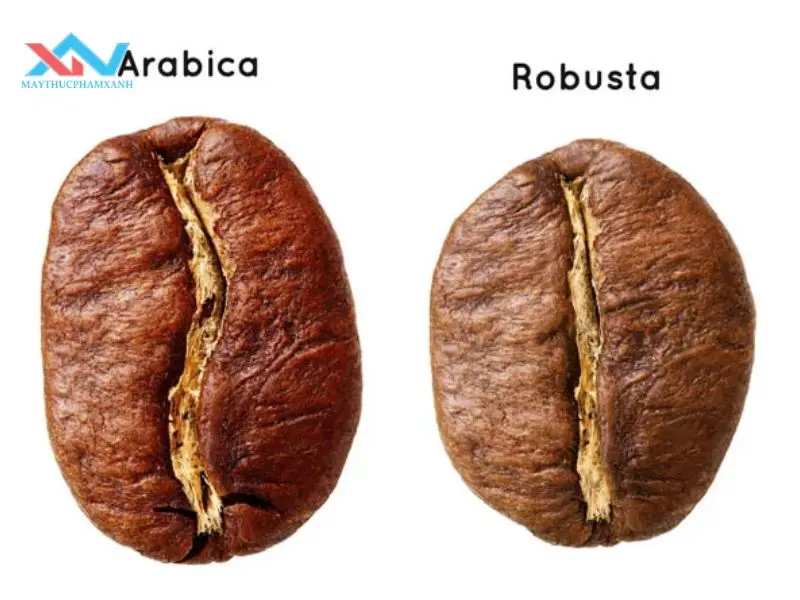 Phân biệt 2 loại hạt cà phê Arabica và Robusta