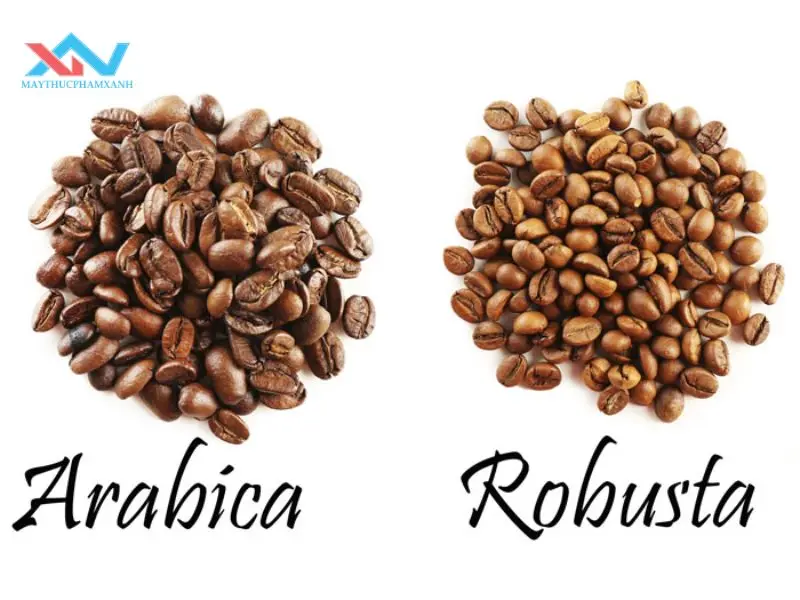 Tỷ lệ trộn cà phê Arabica và Robusta vàng